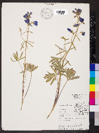 Delphinium burkei image