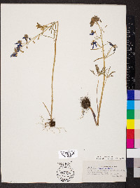 Delphinium parishii image