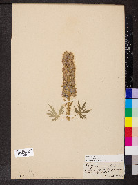 Delphinium scopulorum image