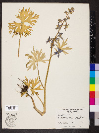 Delphinium tricorne image
