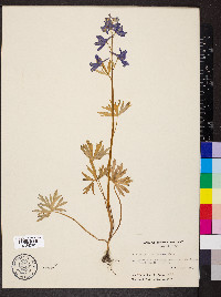 Delphinium tricorne image