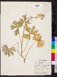 Delphinium tricorne image