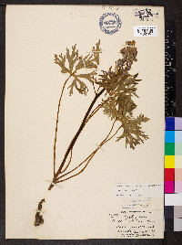 Delphinium tricorne image