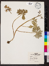 Delphinium tricorne image