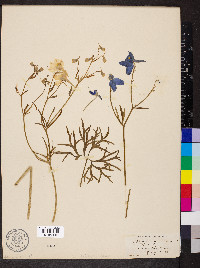 Delphinium grandiflorum image