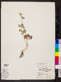 Enemion biternatum image