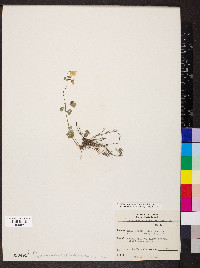 Enemion biternatum image