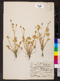 Ranunculus cymbalaria image