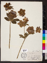 Helleborus dumetorum subsp. atrorubens image