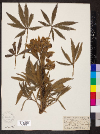Helleborus foetidus image