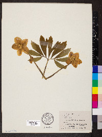 Helleborus niger image
