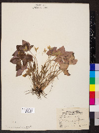 Anemone acutiloba image