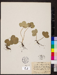 Anemone americana image