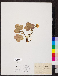 Anemone americana image