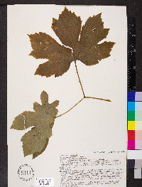 Hydrastis canadensis image