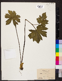 Hydrastis canadensis image