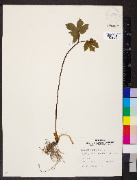 Hydrastis canadensis image