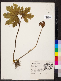 Hydrastis canadensis image