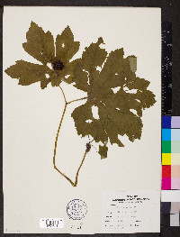 Hydrastis canadensis image