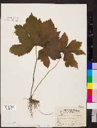 Hydrastis canadensis image