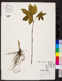 Hydrastis canadensis image