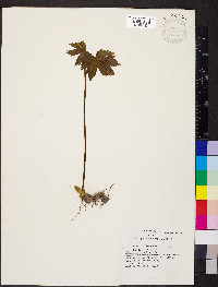 Hydrastis canadensis image