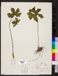 Hydrastis canadensis image