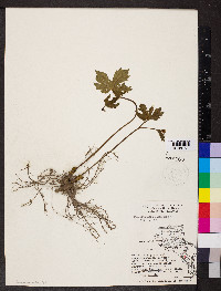 Hydrastis canadensis image