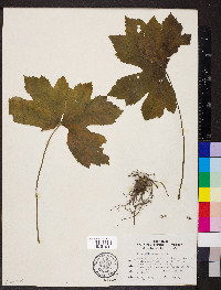 Hydrastis canadensis image