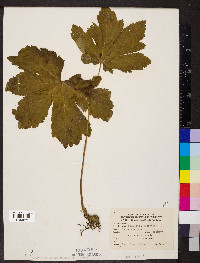 Hydrastis canadensis image