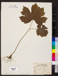 Hydrastis canadensis image