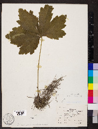 Hydrastis canadensis image