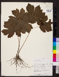 Hydrastis canadensis image