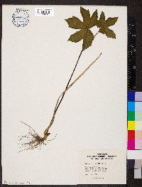 Hydrastis canadensis image