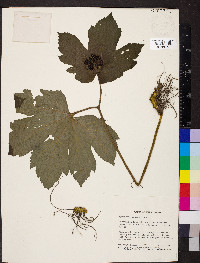 Hydrastis canadensis image