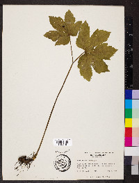 Hydrastis canadensis image