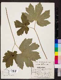 Hydrastis canadensis image