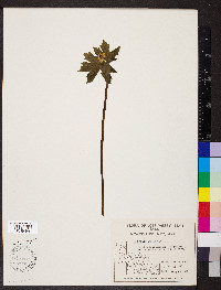 Hydrastis canadensis image