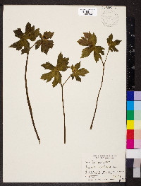 Hydrastis canadensis image