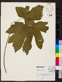 Hydrastis canadensis image