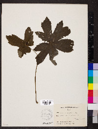 Hydrastis canadensis image