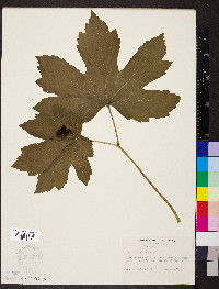 Hydrastis canadensis image