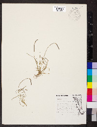 Myosurus minimus image