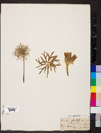 Pulsatilla patens subsp. multifida image