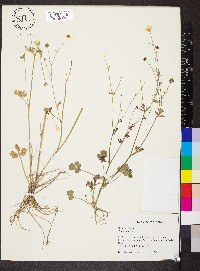 Ranunculus acris image