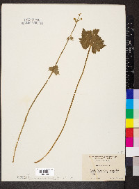 Ranunculus acris image
