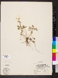 Ranunculus bulbosus image