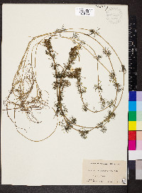 Ranunculus aquatilis image