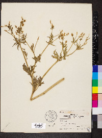 Ranunculus pennsylvanicus image