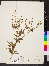 Ranunculus pennsylvanicus image